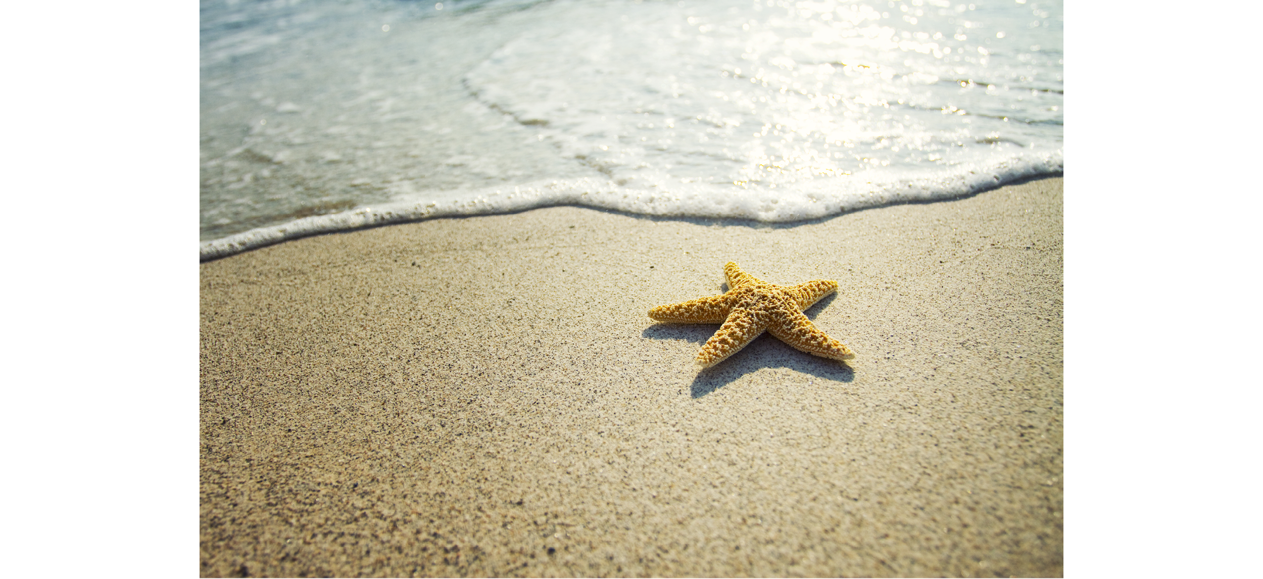 200121_TFSA_Starfish.png#asset:17763