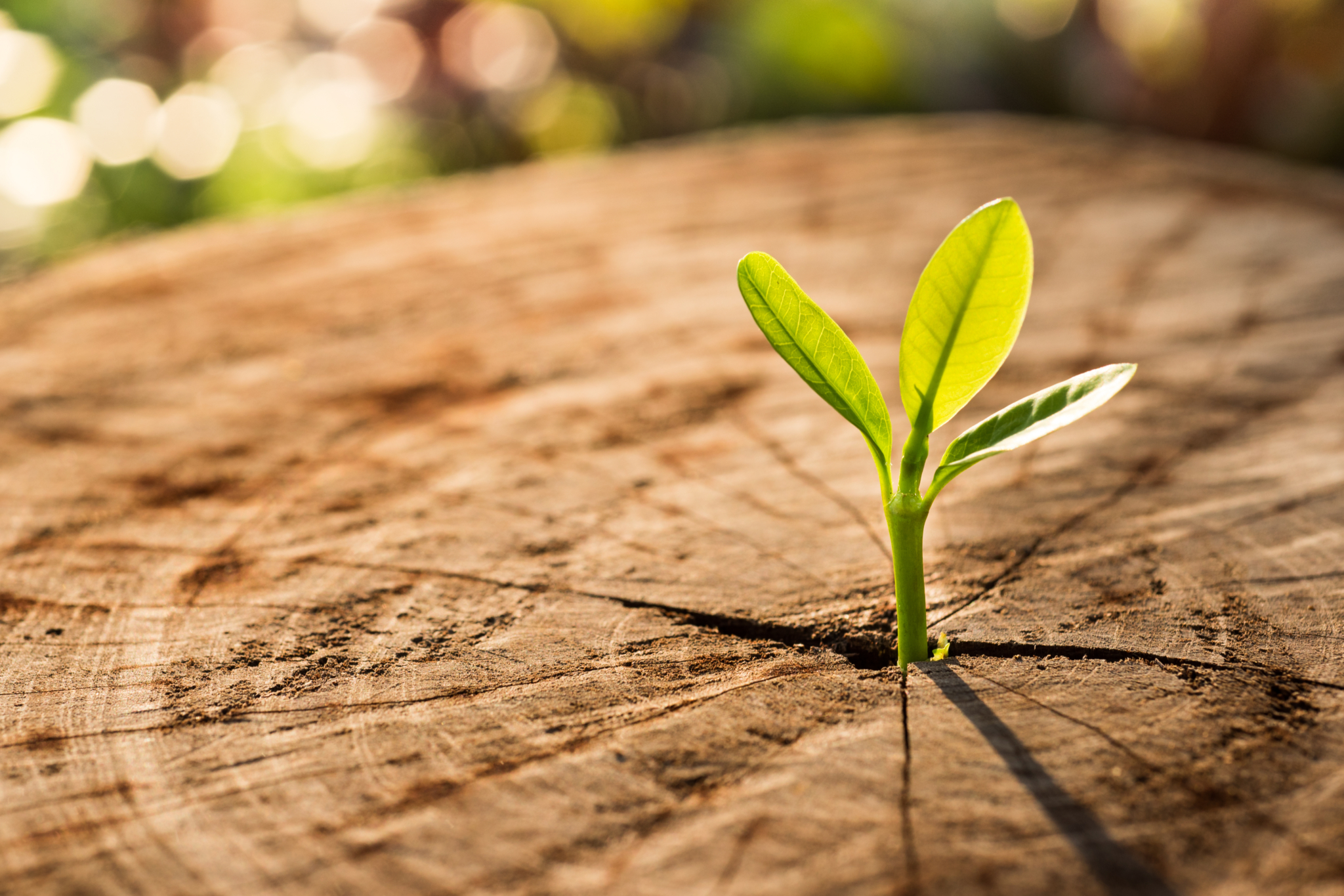 Finding Value in Unexpected Places: Is Value Dead?
